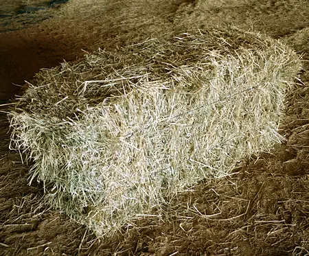 Small Square Bermuda Grass Hay Bale for sale at Russell Hay & Sprig Farm. Small Square Bermuda Grass Hay Bale for sale at Russell Hay & Sprig Farm.