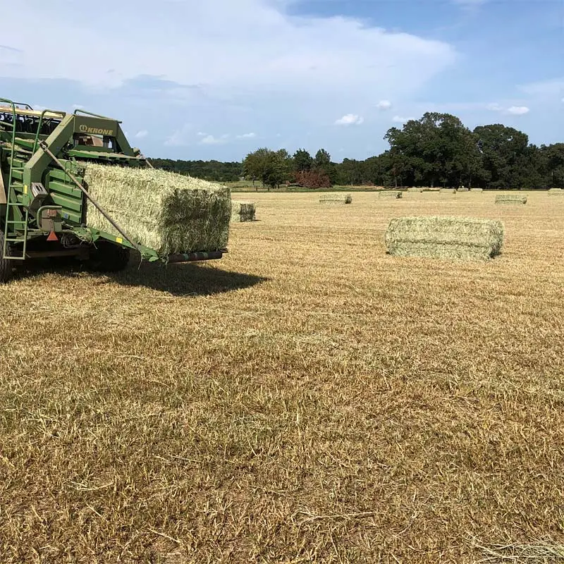 Tifton 85 Large Square Bales at Russell Hay & Sprig Farm. Tifton 85 Large Square Bales at Russell Hay & Sprig Farm.