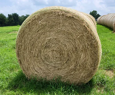 Coastal Bermuda Grass Hay Round Bale for sale at Russell Hay & Sprig Farm. Coastal Bermuda Grass Hay Round Bale for sale at Russell Hay & Sprig Farm.
