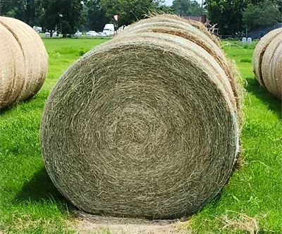 Tifton 85 Bermuda Grass Hay Round Bale for sale at Russell Hay & Sprig Farm. Tifton 85 Bermuda Grass Hay Round Bale for sale at Russell Hay & Sprig Farm.